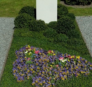 Ilex Crenata auf dem Grab